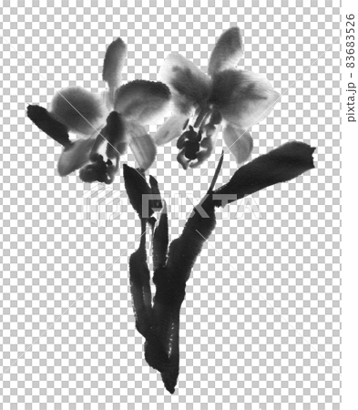 Ink cattleya drawn with ink painting technique Ink cattleya drawn with ink painting technique 83683526