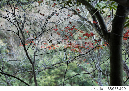 EOSRP.山口長門峡、散りばめるもみじ。 83683800