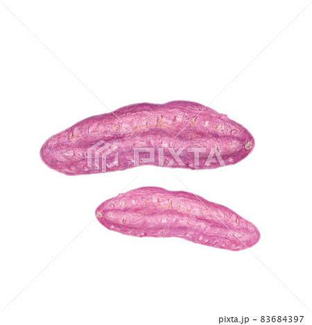 水彩イラスト素材 秋冬に食べたいさつまいも 複数2本セットのイラスト素材