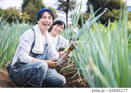 畑で野菜を収穫する男女 83685277