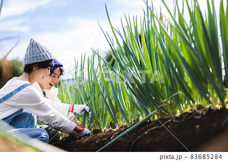 畑で野菜を収穫する男女 83685284