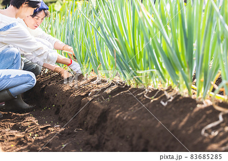 畑で野菜を収穫する男女 83685285