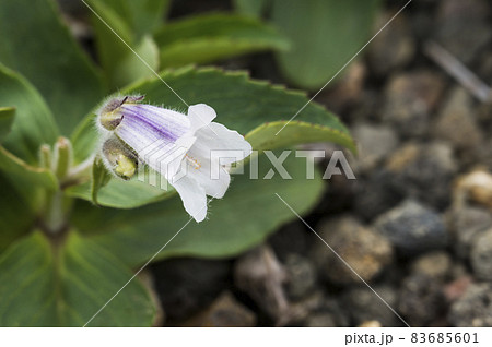 イワブクロ 83685601