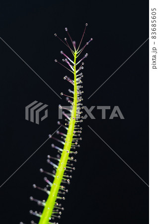 モウセンゴケ　食虫植物　粘液 83685605