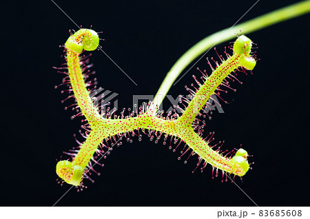 モウセンゴケ 食虫植物 粘液 モウセンゴケ 食虫植物 粘液 83685608