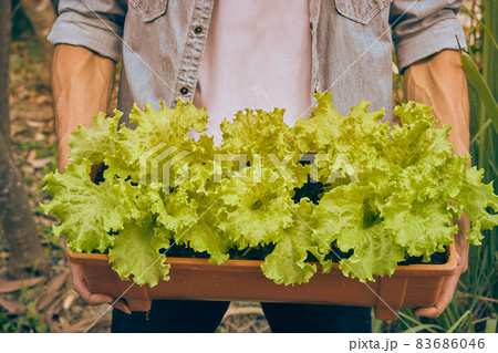 Front View Gardener Show Green Lettuce in Long Plant Pot in Vintage Tone Front View Gardener Show Green Lettuce in Long Plant Pot in Vintage Tone 83686046