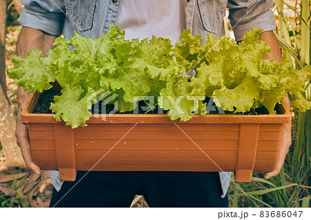 Front View Gardener Hold Lettuce in Long Plant Pot in Vintage Tone Front View Gardener Hold Lettuce in Long Plant Pot in Vintage Tone 83686047