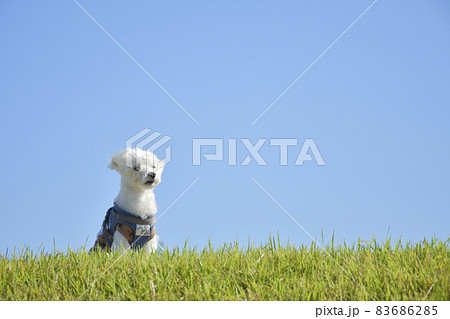 散歩中のマルチーズの犬　背景（芝生と青空） 83686285