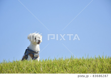 散歩中のマルチーズの犬　背景（芝生と青空） 83686287