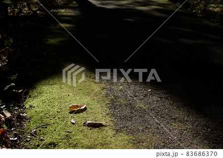 四季の散歩　秋　たじま高原植物園 83686370