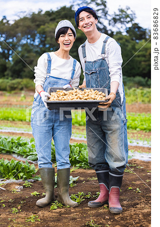 畑で野菜を収穫する男女 畑で野菜を収穫する男女 83686829