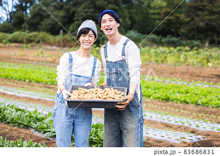 畑で野菜を収穫する男女 畑で野菜を収穫する男女 83686831