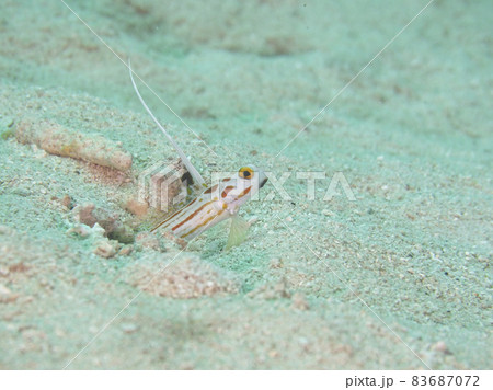 【水中写真】石垣島の海で出会った色とりどりの生き物たち・ヤシャハゼ 【水中写真】石垣島の海で出会った色とりどりの生き物たち・ヤシャハゼ 83687072