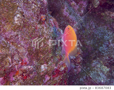 【水中写真】石垣島の海で出会った色とりどりの生き物たち・ハナゴンベ 【水中写真】石垣島の海で出会った色とりどりの生き物たち・ハナゴンベ 83687083