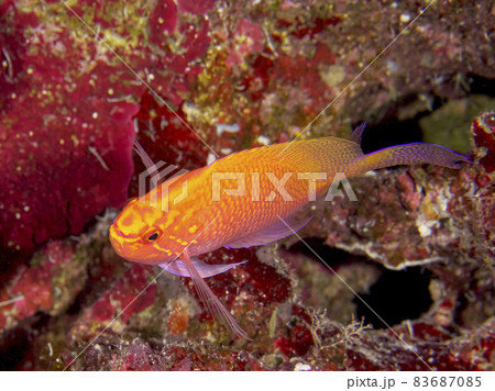【水中写真】石垣島の海で出会った色とりどりの生き物たち・ハナゴンベ 【水中写真】石垣島の海で出会った色とりどりの生き物たち・ハナゴンベ 83687085