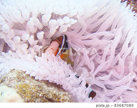【水中写真】石垣島の海で出会った色とりどりの生き物たち・クマノミ 83687089