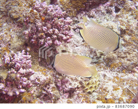 【水中写真】石垣島の海で出会った色とりどりの生き物たち・ゴマチョウチョウウオ 83687090
