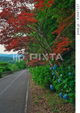 《岡山県》大山展望台周辺で見るアジサイと紅葉 《岡山県》大山展望台周辺で見るアジサイと紅葉 83687137