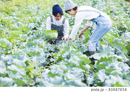 畑で野菜を収穫する男女 83687658