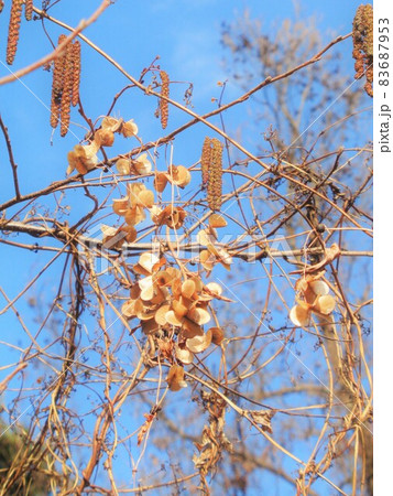 冬にからまるヤマイモの種 83687953