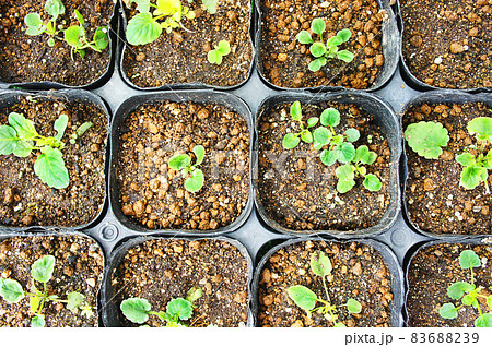 ポッドプラント ポッドプラント 83688239