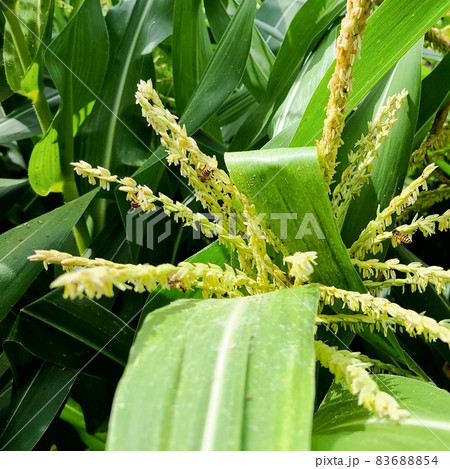 サトウキビの花穂に訪花するミツバチ サトウキビの花穂に訪花するミツバチ 83688854
