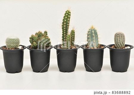 サボテン 83688892