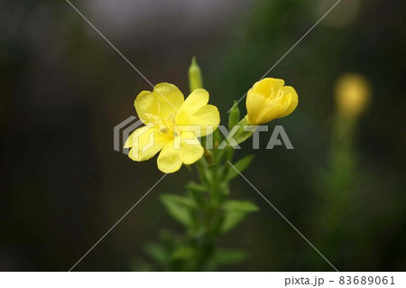 夕方から朝まで咲く、マツヨイグサの花 夕方から朝まで咲く、マツヨイグサの花 83689061