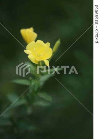 夕方から朝まで咲く、マツヨイグサの花 83689063