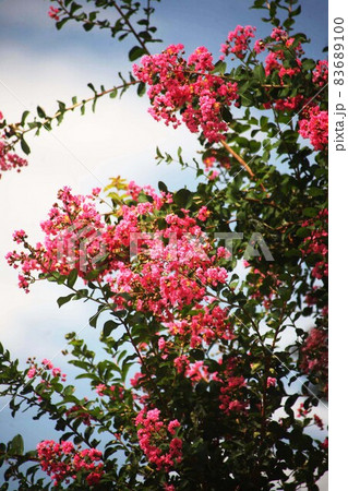 青空に咲く、赤いサルスベリの花 青空に咲く、赤いサルスベリの花 83689100