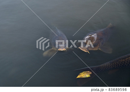 【東京】小石川後楽園（池の鯉） 83689598