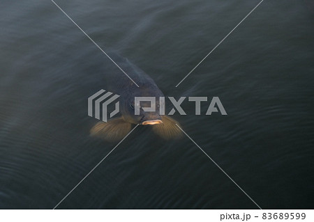 【東京】小石川後楽園(池の鯉) 【東京】小石川後楽園(池の鯉) 83689599