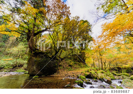 紅葉のネコバリ岩 紅葉のネコバリ岩 83689887