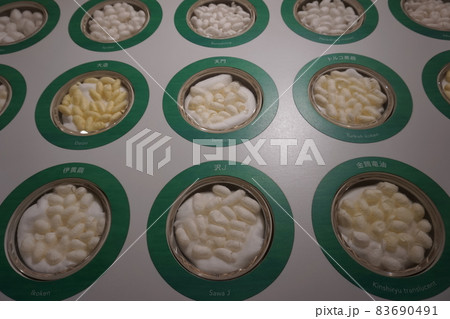 Different types of silkworm cocoons. Name in japanese and english Different types of silkworm cocoons. Name in japanese and english 83690491