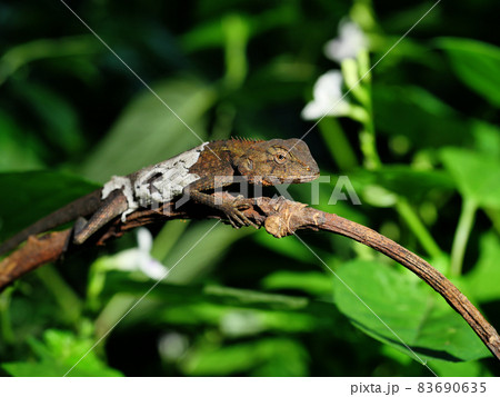 Closeup Molting Oriental garden or Eastern garden or Changeable lizard with natural green leaves in the background Closeup Molting Oriental garden or Eastern garden or Changeable lizard with natural green leaves in the background 83690635