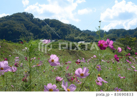 日本の田舎のコスモス畑の風景 日本の田舎のコスモス畑の風景 83690833