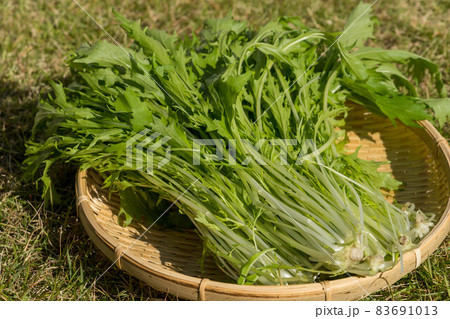 朝取り野菜の水菜 朝取り野菜の水菜 83691013