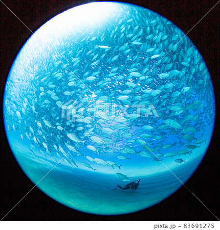 カボプルモのアジの大群 83691275