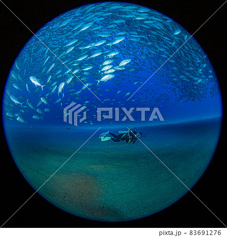 カボプルモのアジの大群 83691276