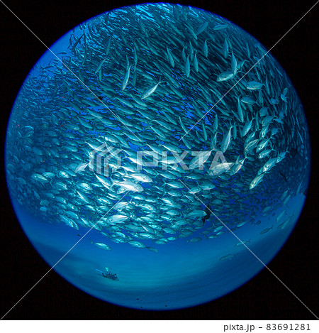 カボプルモのアジの大群 83691281