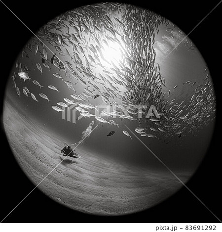 カボプルモのアジの大群 カボプルモのアジの大群 83691292