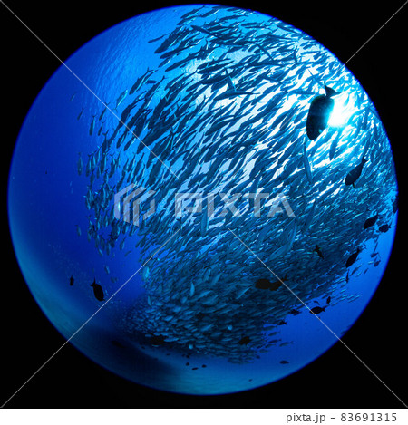 カボプルモのアジの大群 83691315