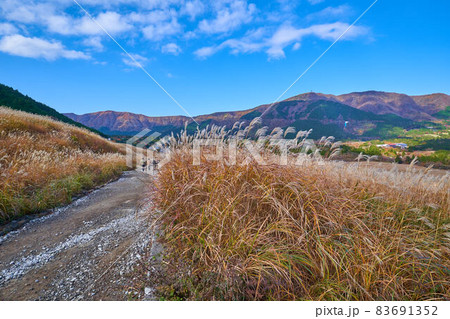 箱根の秋の仙石原すすき草原(遊歩道から西側の長尾峠方面) 83691352