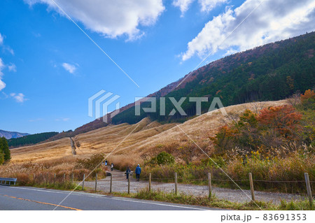 箱根の県道75号線から秋の仙石原すすき草原を見る 83691353