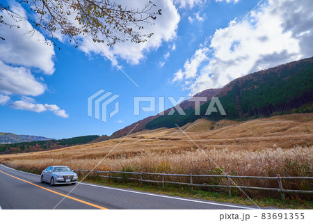箱根の県道75号線から秋の仙石原すすき草原を見る 83691355