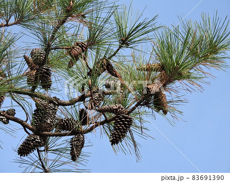「テーダ松」の大きな松ぼっくり 「テーダ松」の大きな松ぼっくり 83691390