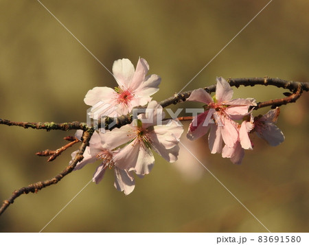 冬に咲く半八重咲きの桜：十月桜 83691580