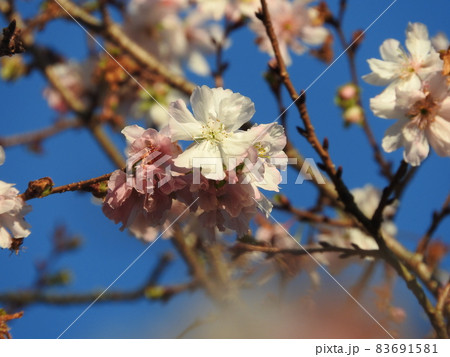 冬に咲く半八重咲きの桜:十月桜 冬に咲く半八重咲きの桜:十月桜 83691581