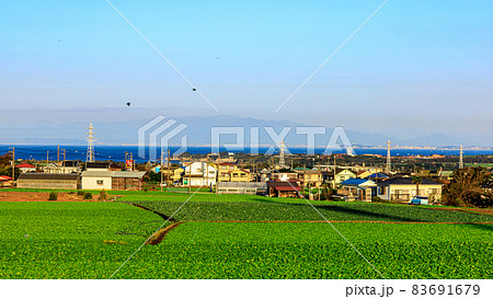 湘南三浦半島の神奈川県三浦市の特産のキャベツ・大根畑（冬） 83691679