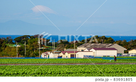 湘南三浦半島の神奈川県三浦市の特産のキャベツ・大根畑(冬) 湘南三浦半島の神奈川県三浦市の特産のキャベツ・大根畑(冬) 83691805